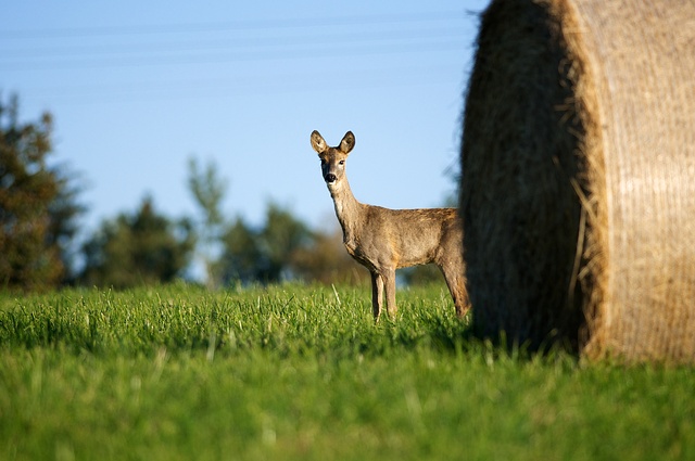 Srnec obecný / European Roe Deer / Capreolus capreolus