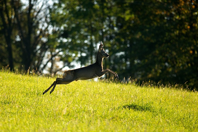 Srnec obecný / European Roe Deer / Capreolus capreolus Nikon D90, ohnisko 300 mm (ekv. 450 mm), ISO 320, f/4, čas 1/1600 s, bez blesku © Hanka Krausová