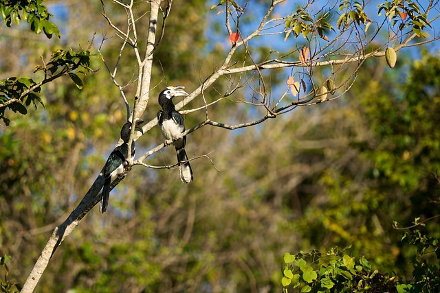 Zoborožec bělolící / Oriental Pied-hornbill / Anthracoceros albirostris Nikon D90, ohnisko 300 mm (ekv. 450 mm), ISO 200, f/2,8, čas 1/2000 s, bez blesku © Michal Krause
