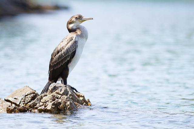 Kormorán chocholatý středomořský / European Shag / Phalacrocorax aristotelis Nikon D90, ohnisko 300 mm (ekv. 450 mm), ISO 400, f/5,6, čas 1/800 s, korekce +2/3 EV, bez blesku © Michal Krause