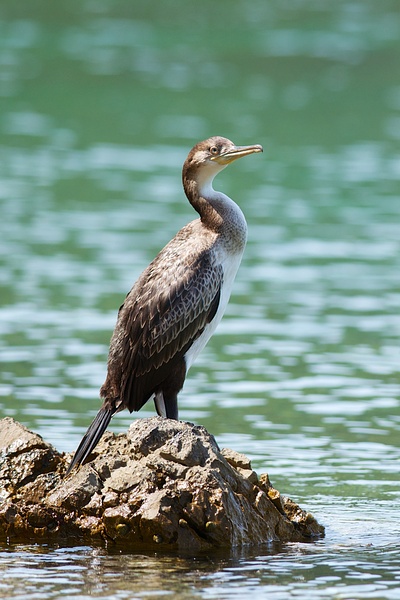 Kormorán chocholatý středomořský / European Shag / Phalacrocorax aristotelis Nikon D90, ohnisko 300 mm (ekv.450 mm), ISO 400, f/5,6, čas 1/800 s, korekce +1/3 EV, bez blesku © Michal Krause