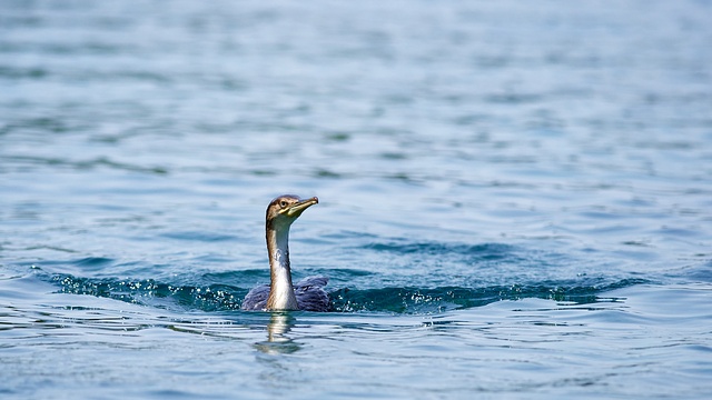 Kormorán chocholatý středomořský / European Shag / Phalacrocorax aristotelis Nikon D90, ohnisko 300 mm (ekv. 450 mm), ISO 400, f/5,6, čas 1/2000 s, korekce +1/3 EV, bez blesku © Michal Krause