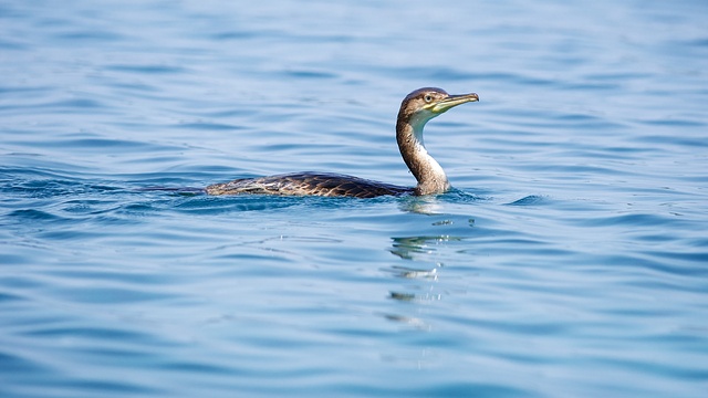 Kormorán chocholatý středomořský / European Shag / Phalacrocorax aristotelis Nikon D90, ohnisko 300 mm (ekv.450 mm), ISO 400, f/5,6, čas 1/1600 s, korekce +1/3 EV, bez blesku © Michal Krause