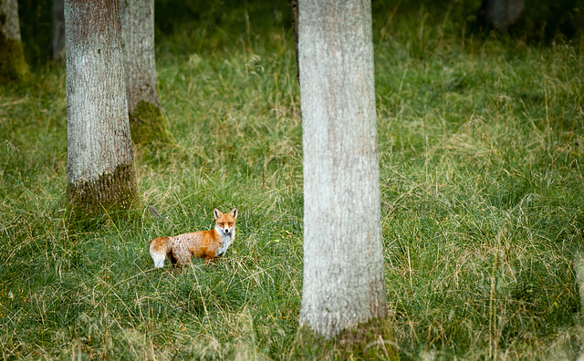 Liška obecná / Red Fox / Vulpes vulpes Nikon D90, ohnisko 300 mm (ekv. 450 mm), ISO 400, f/4,5, čas 1/60 s, korekce -2/3 EV, bez blesku © Michal Krause