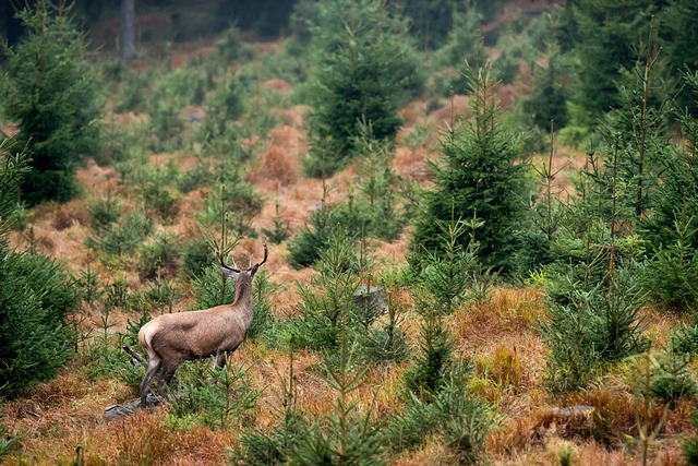 Jelen evropský / Red Deer / Cervus elaphus Nikon D810, ohnisko 300 mm, ISO 6400, f/5, čas 1/100 s, korekce -1/3 EV, bez blesku © Michal Krause