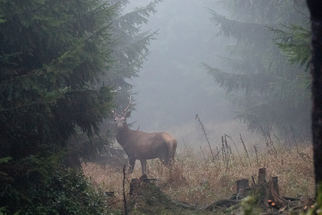 Jelen evropský / Red Deer / Cervus elaphus