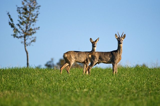 Srnec obecný / European Roe Deer / Capreolus capreolus