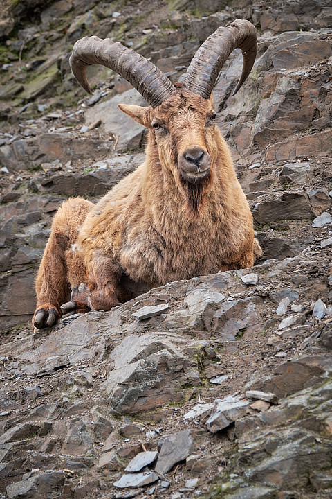 West Caucasian Tur (Capra caucasica)