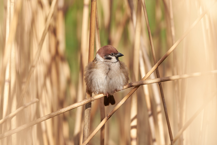 House Sparrow (Passer domesticus)