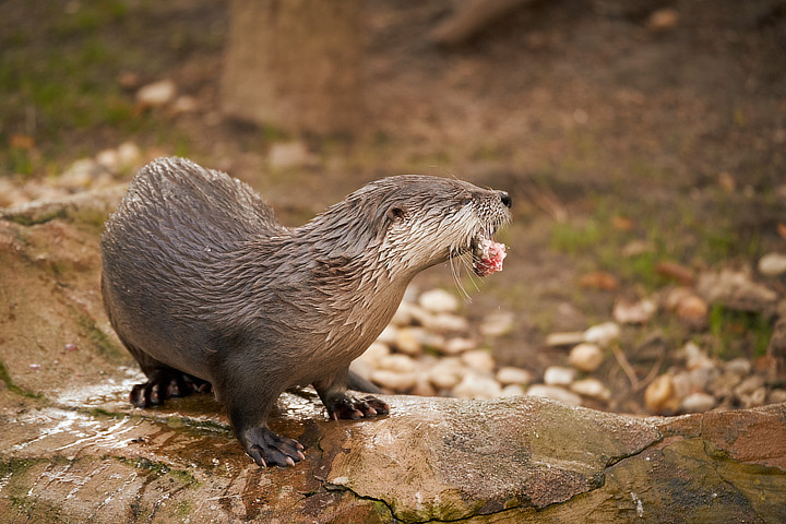 Vydra severoamerická (Northern River Otter/Lontra canadensis)