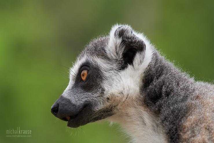 Lemur kata (X-Pro2, XF50-140mm + XF2X, ohnisko 280 mm, f/6,4, 1/320 s, ISO 400)