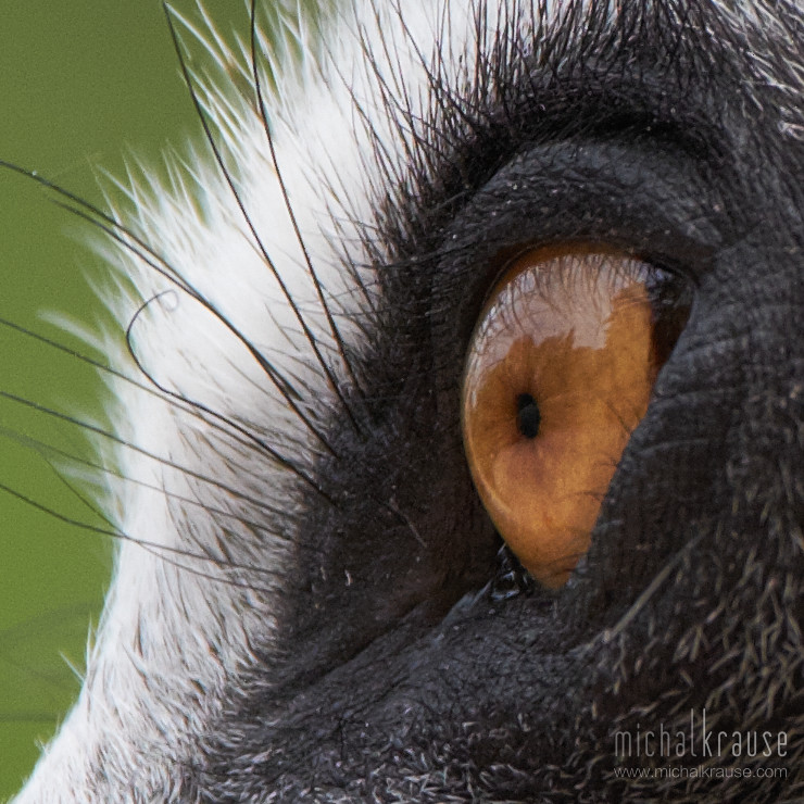 Lemur kata, 1:1 crop (X-Pro2, XF50-140mm + XF2X, focal length 280 mm, f/6.4, 1/320 s, ISO 400)