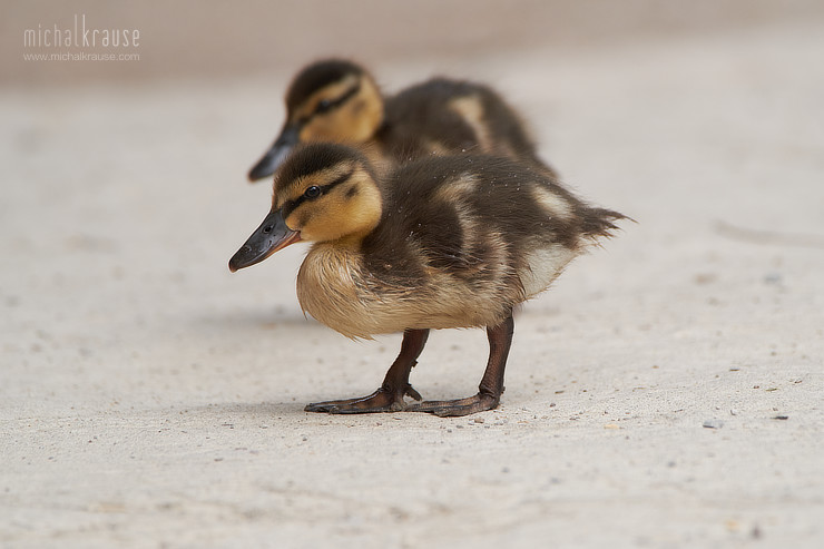 Mallard (X-Pro2, XF50-140mm + XF2X, focal length 280 mm, f/5.6, 1/450 s, ISO 400)