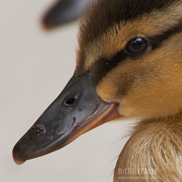 Mallard, 1:1 crop (X-Pro2, XF50-140mm + XF2X, focal length 280 mm, f/5.6, 1/450 s, ISO 400)