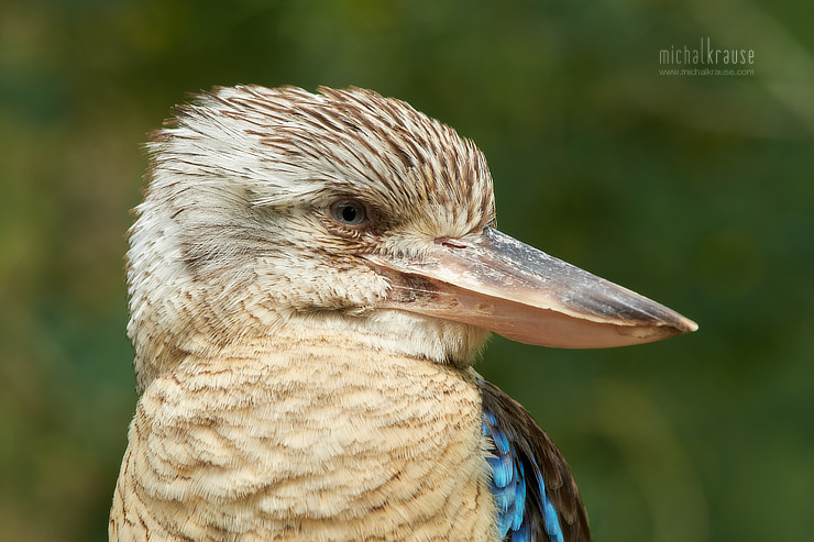 Blue-winged Kookaburra (X-Pro2, XF50-140mm + XF2X, focal length 280 mm, f/8, 1/240 s, ISO 400)