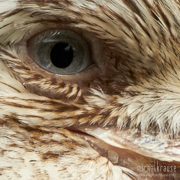 Blue-winged Kookaburra, 1:1 crop (X-Pro2, XF50-140mm + XF2X, focal length 280 mm, f/8, 1/240 s, ISO 400)