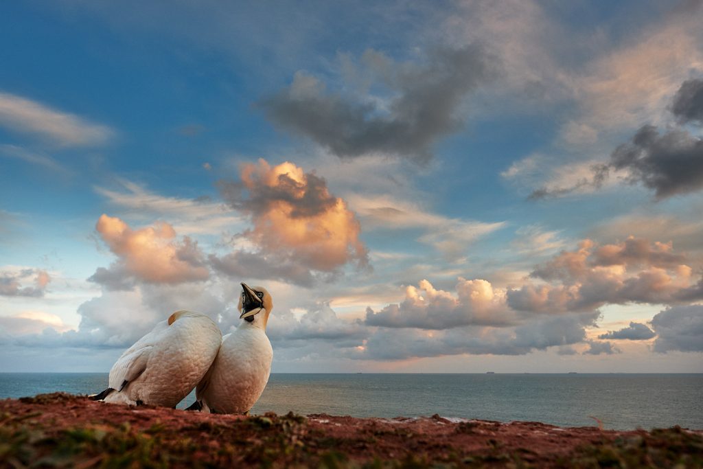 Terej bílý, Helgoland (Fujifilm X-T20, XF16mmF1.4, ohnisko 16 mm, f/5, 1/500s, ISO 1250)