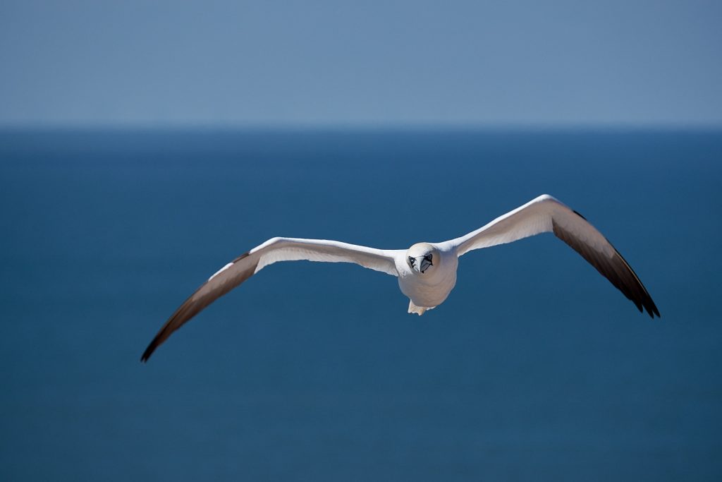 Terej bílý, Helgoland (Fujifilm X-T20, XF100-400mmF4.5-5.6, ohnisko 400 mm, f/8, 1/1000s, ISO 200)