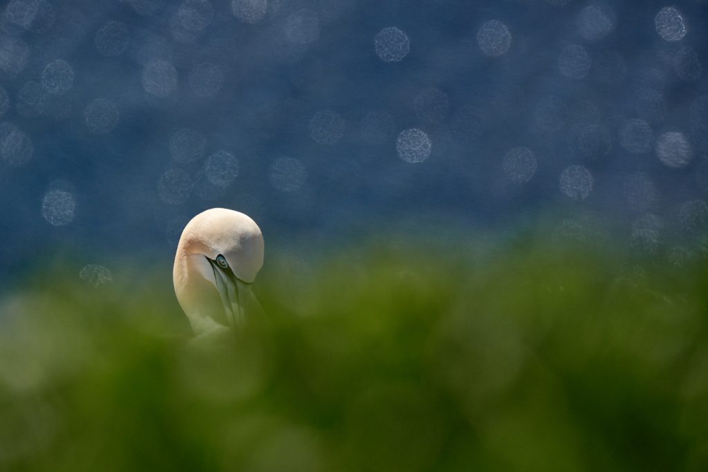 Terej bílý, Helgoland (Fujifilm X-T20, XF100-400mmF4.5-5.6, ohnisko 400 mm, f/8, 1/1000s, ISO 500)