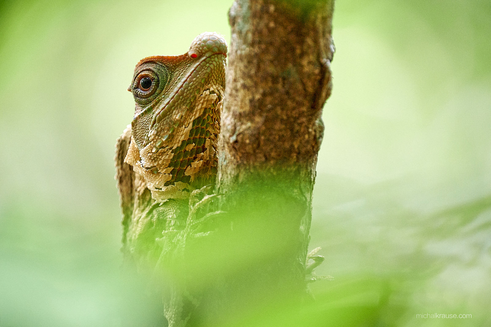 Agama Lyriocephalus scutatus – tuto a čtyři další fotografie můžete vidět do 14. 1. 2018 na výstavě X-PHOTOGRAPHERS (malá perlička: fotil jsem na ISO 10000 a zvětšenina na výstavě má okolo jednoho metru ve výborné kvalitě)