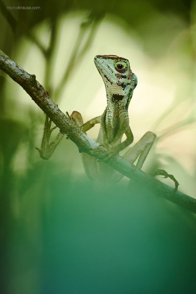 Agama Otocryptis wiegmanni – tato fotografie byla v sadě pro výstavu Galerie WWG.CZ vystavuje X