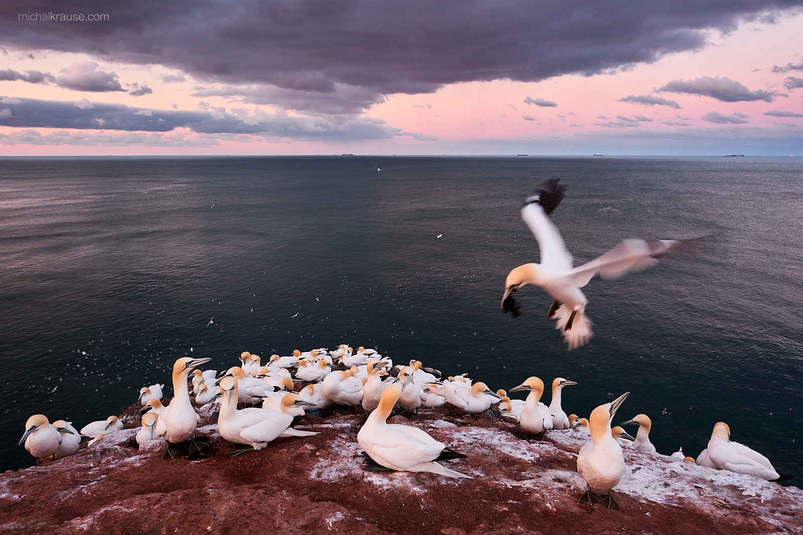 Terej bílý za úsvitu, Helgoland