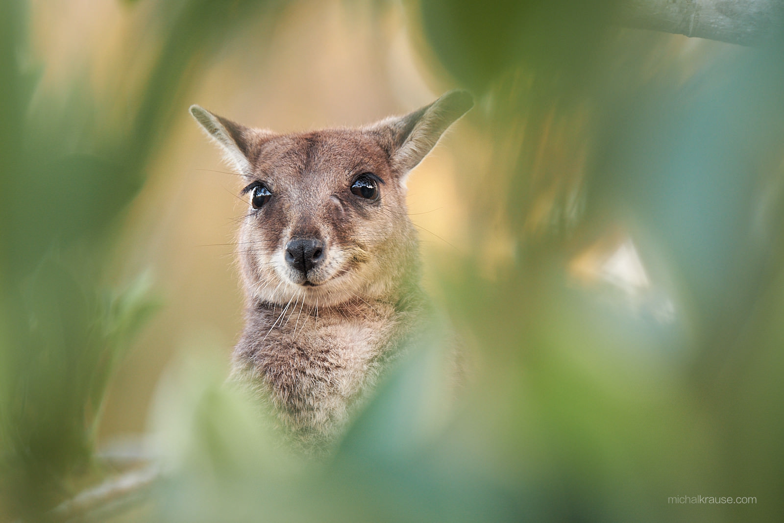 Klokan nenápadný, Queensland, Austrálie