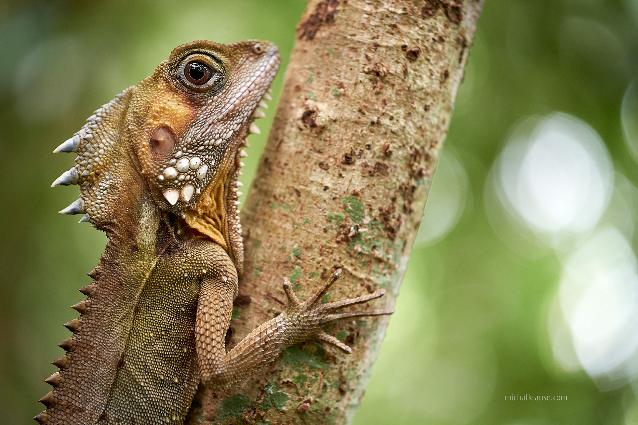 Agama pralesní – portrét o něco většího živočicha ukazuje jak vykreslení pozadí mimo hloubku ostrosti a také využití stabilizace. Fujifilm X-T2 + XF80mmF2.8 R LM OIS WR Macro (f/2,8, 1/34 s, ISO 1250, ohnisko 80 mm)