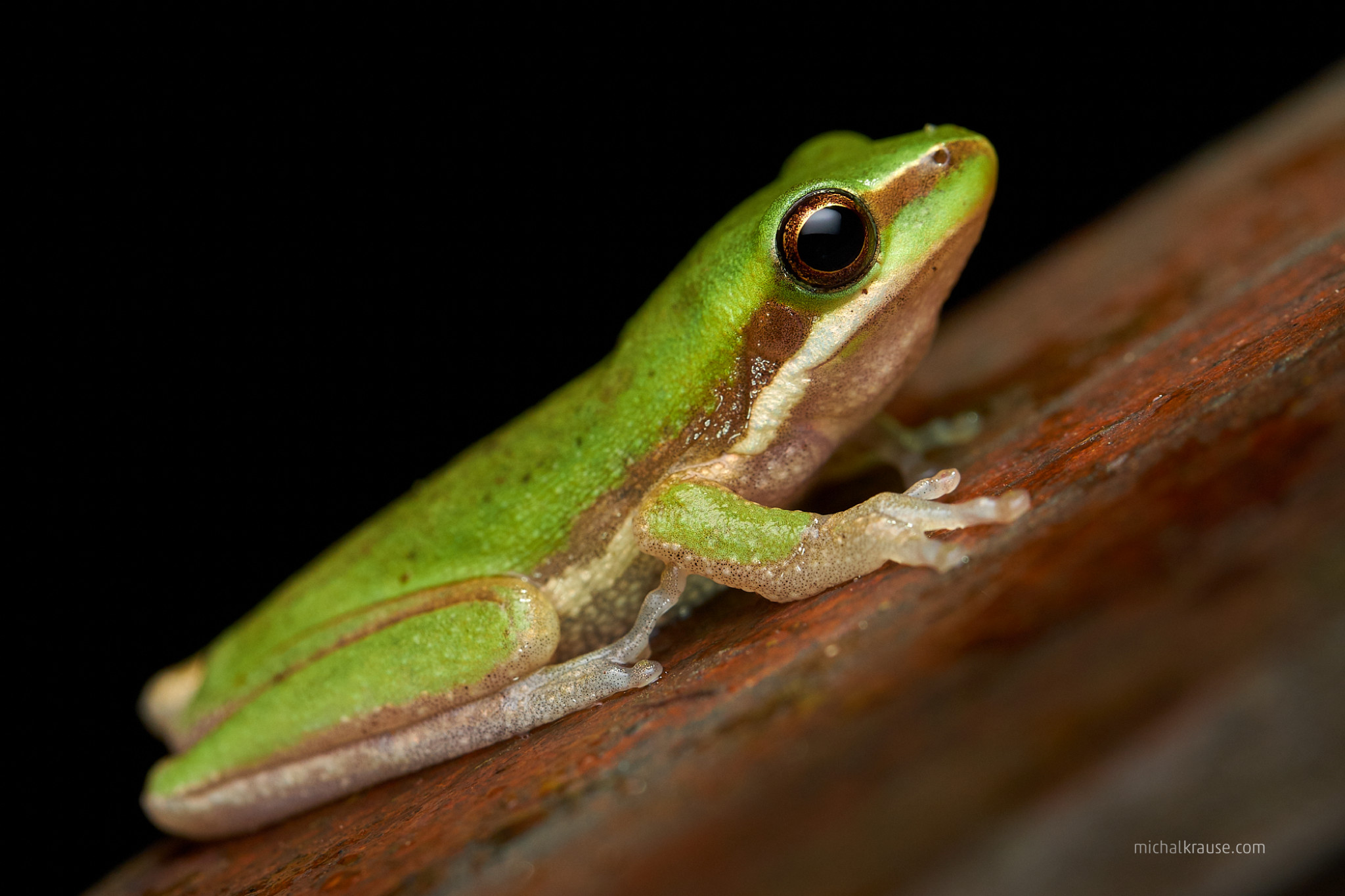 Pracovní vzdálenost objektivu je celkem ideální pro práci s bleskem – zde spíše dokumentární noční fotografie rosnice dvoubarvé (Litoria bicolor) Fujifilm X-T2 + XF80mmF2.8 R LM OIS WR Macro (f/10, 1/250 s, ISO 1250, ohnisko 80 mm, blesk)