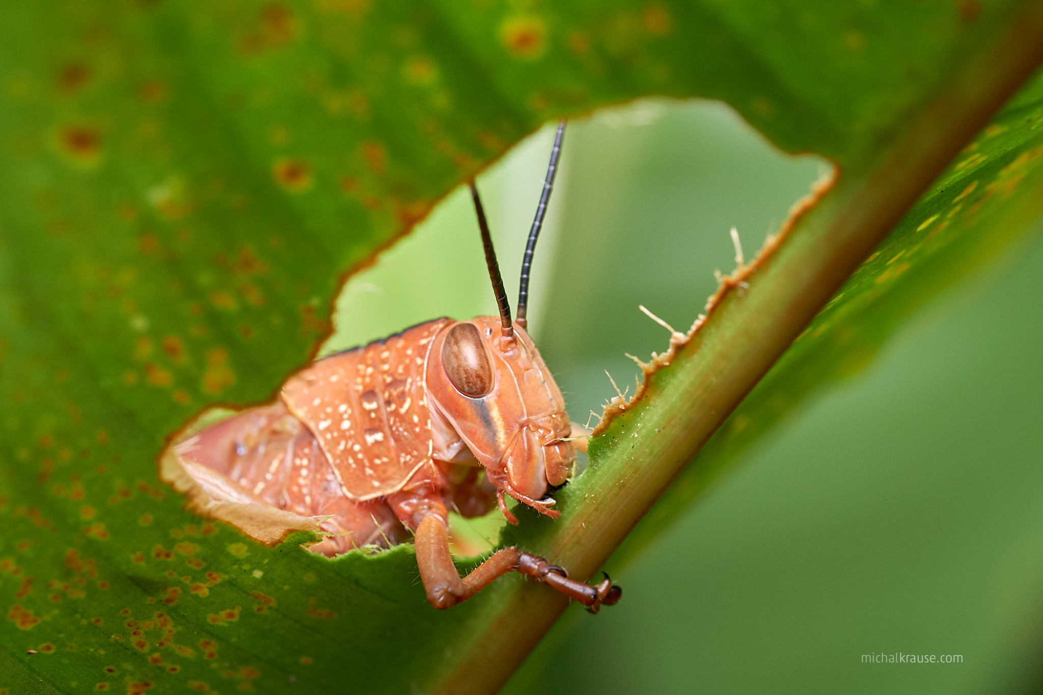 voering persoon land My experience with Fujifilm XF80mmF2.8 Macro lens – Michal Krause