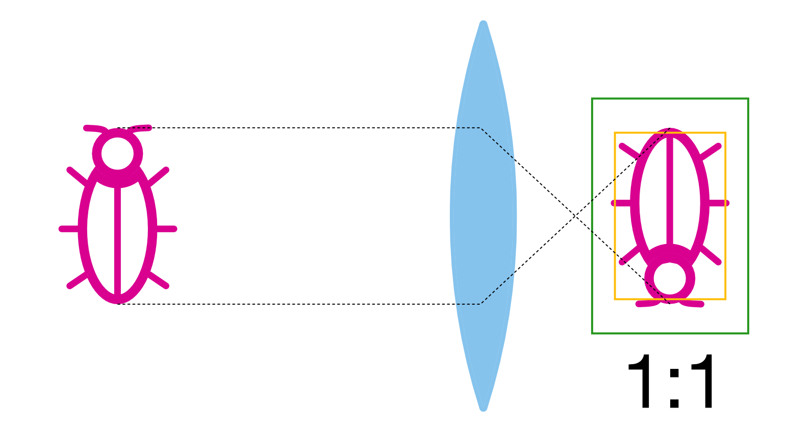 Vliv velikosti senzoru na výslednou fotografii při shodném měřátku zvětšení. Zelený obdélník symbolizuje fullframe a žlutý APS-C snímač. Jak vidno, pokud budeme na obou systémech mít objektiv s měřítkem zvětšení 1:1, tentýž objekt vyplní fotografii odlišně – na fullframe se náš brouk vejde do fotografie celý, na APS-C nikoliv – v podstatě jsme tedy vyfotili větší detail.