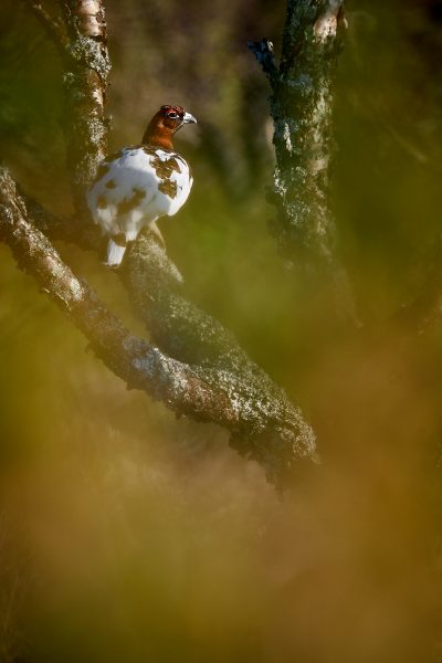 Bělokur rousný (Fujifilm X-T2 + XF100-400mmF4.5-5.6 R LM OIS WR at 400 mm, f/8, 1/170 s, ISO 200)