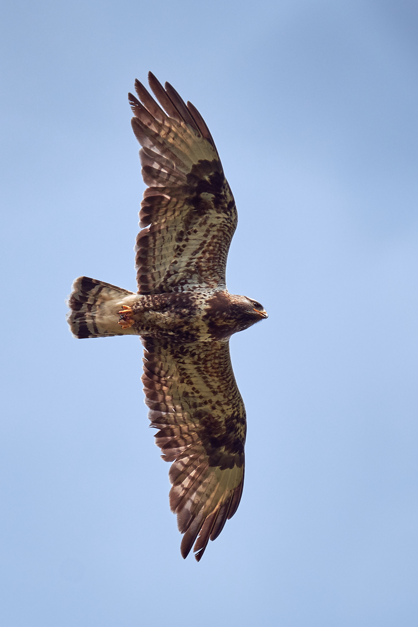 Káně lesní (Fujifilm X-T2 + XF100-400mmF4.5-5.6 R LM OIS WR at 400 mm, f/6.4, 1/1000 s, ISO 400)