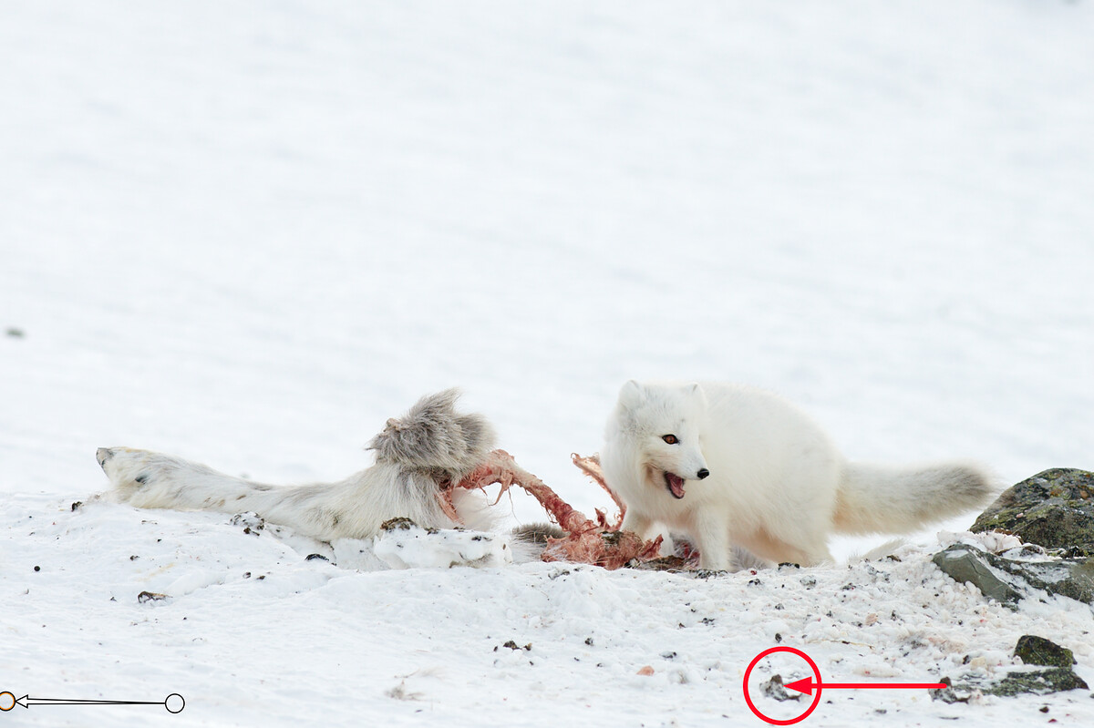 In previous versions, there was a single retouch source relative to brushstroke for every layer. The screenshot from version 20 demonstrates the issue: I have selected a suitable source for retouching the bottom left corner, but when I tried to heal different area in the same layer marked with the red circle, the rocks were copied instead of snow as indicated by the red arrow. In such situation, I had to create new layers for different parts of the image.