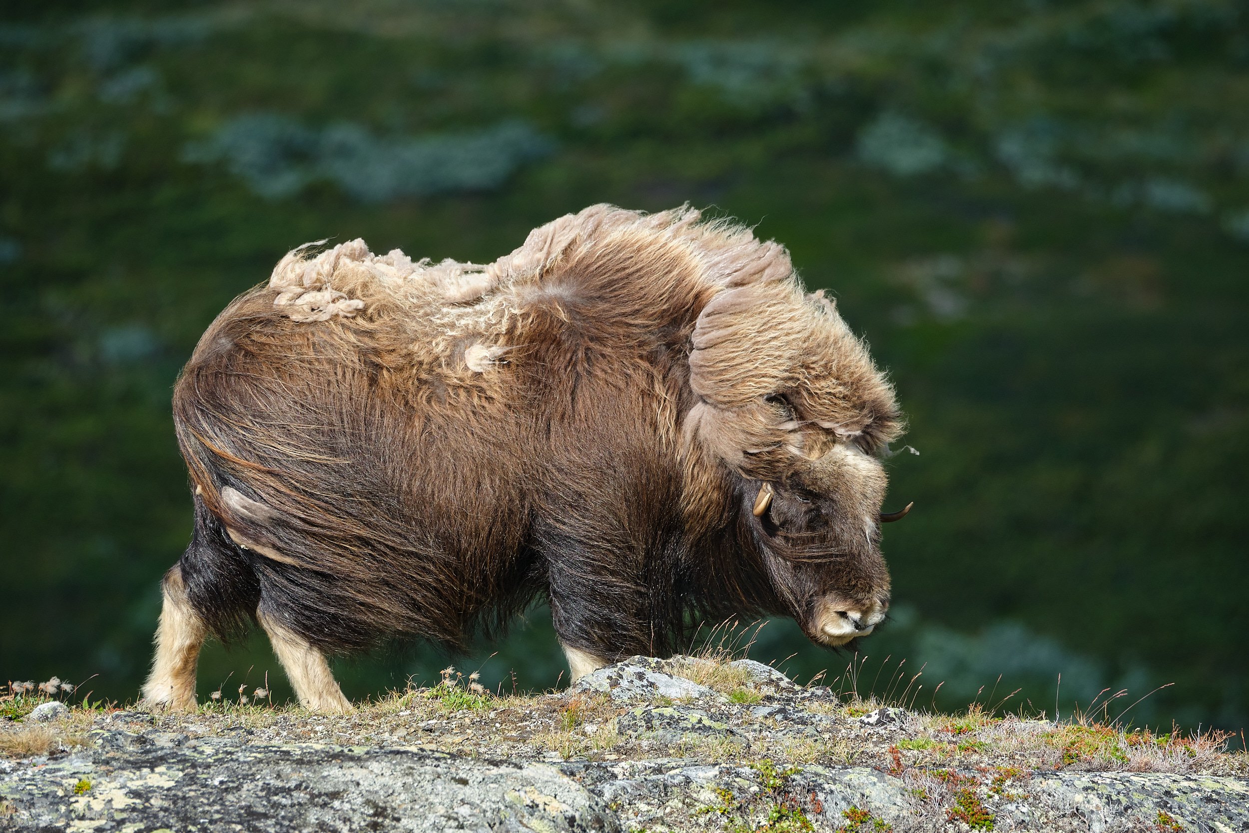 Musk ox