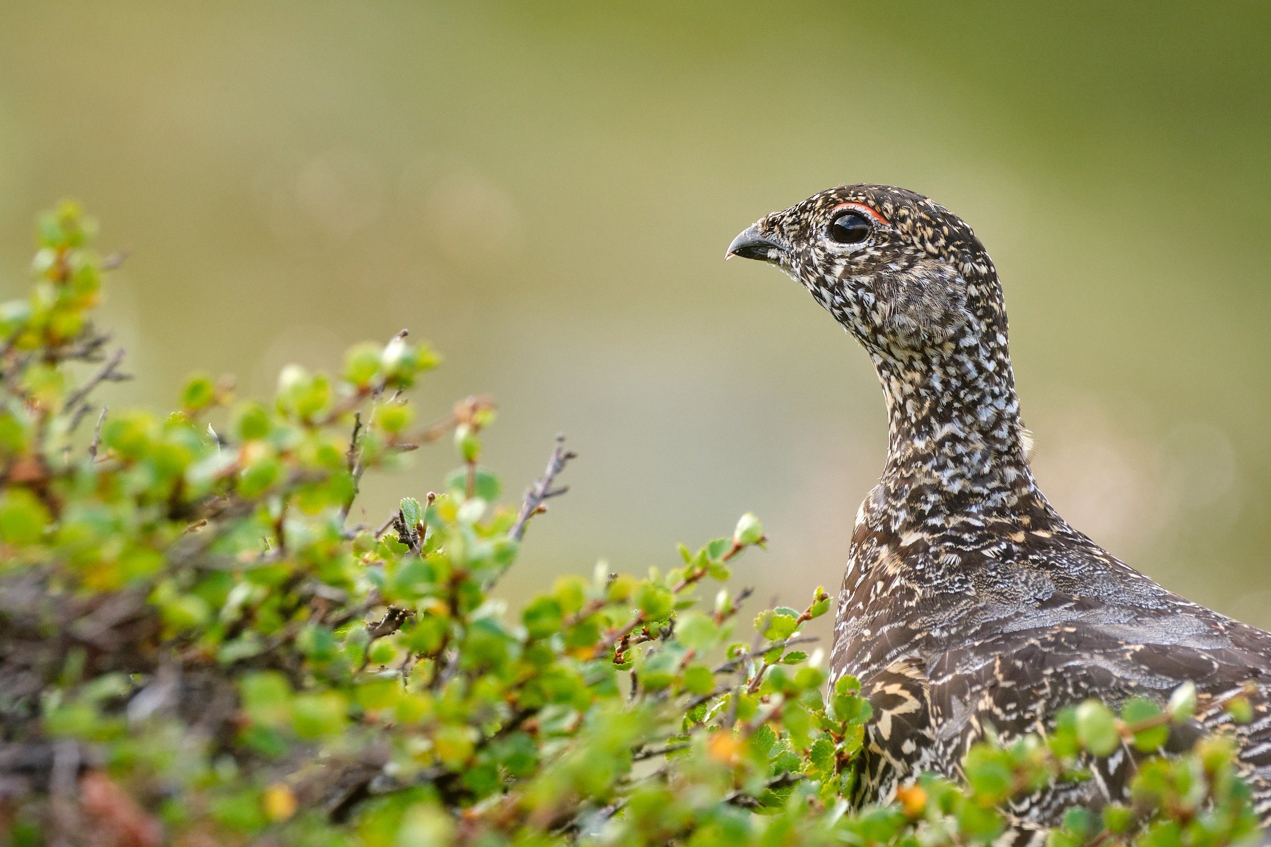 Rock ptarmigan