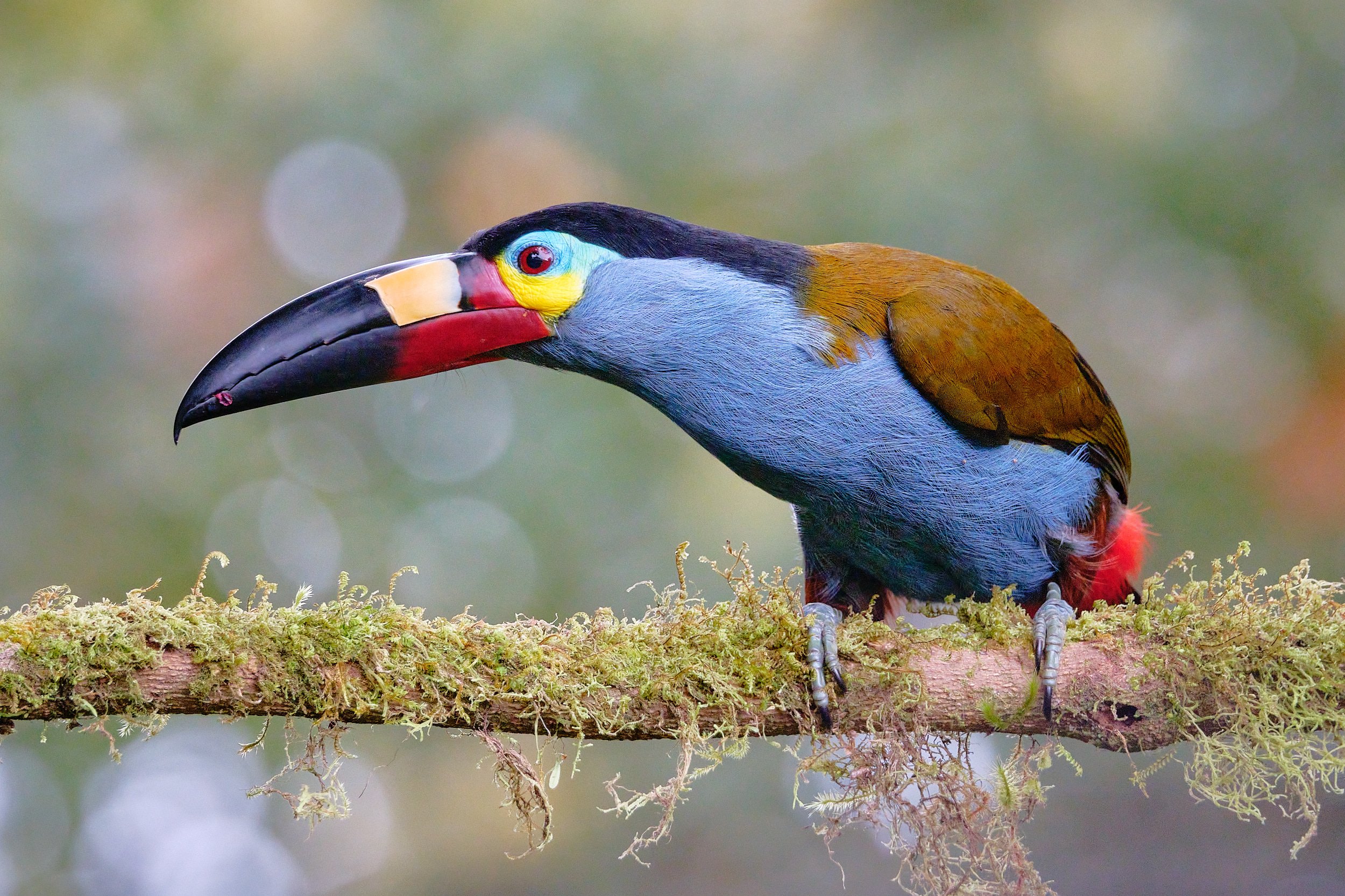 Plate-billed mountain toucan