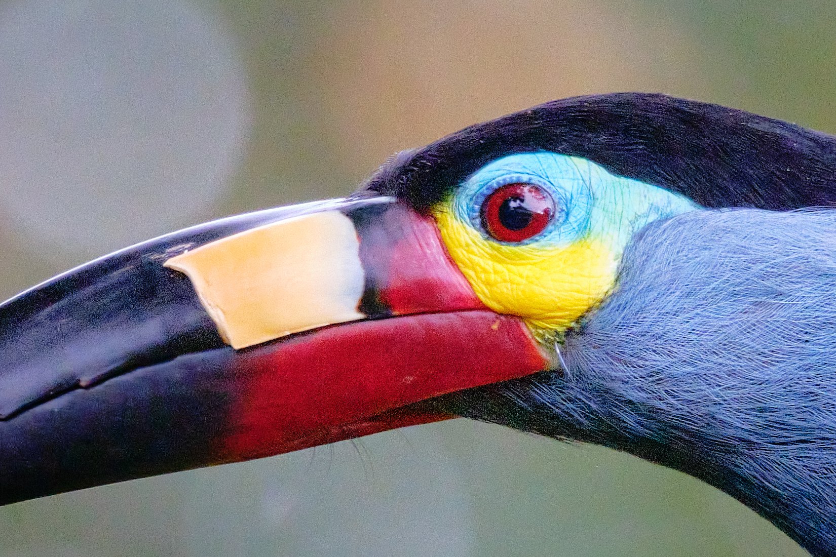 Plate-billed mountain toucan — crop