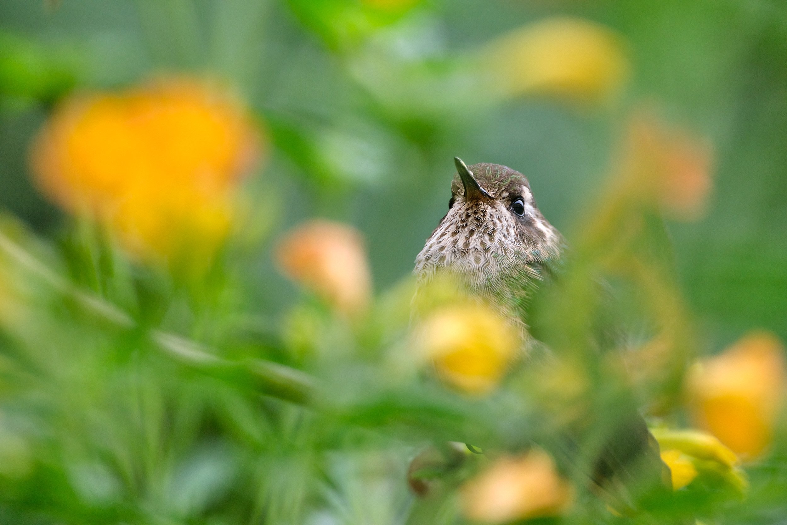 Speckled hummingbird