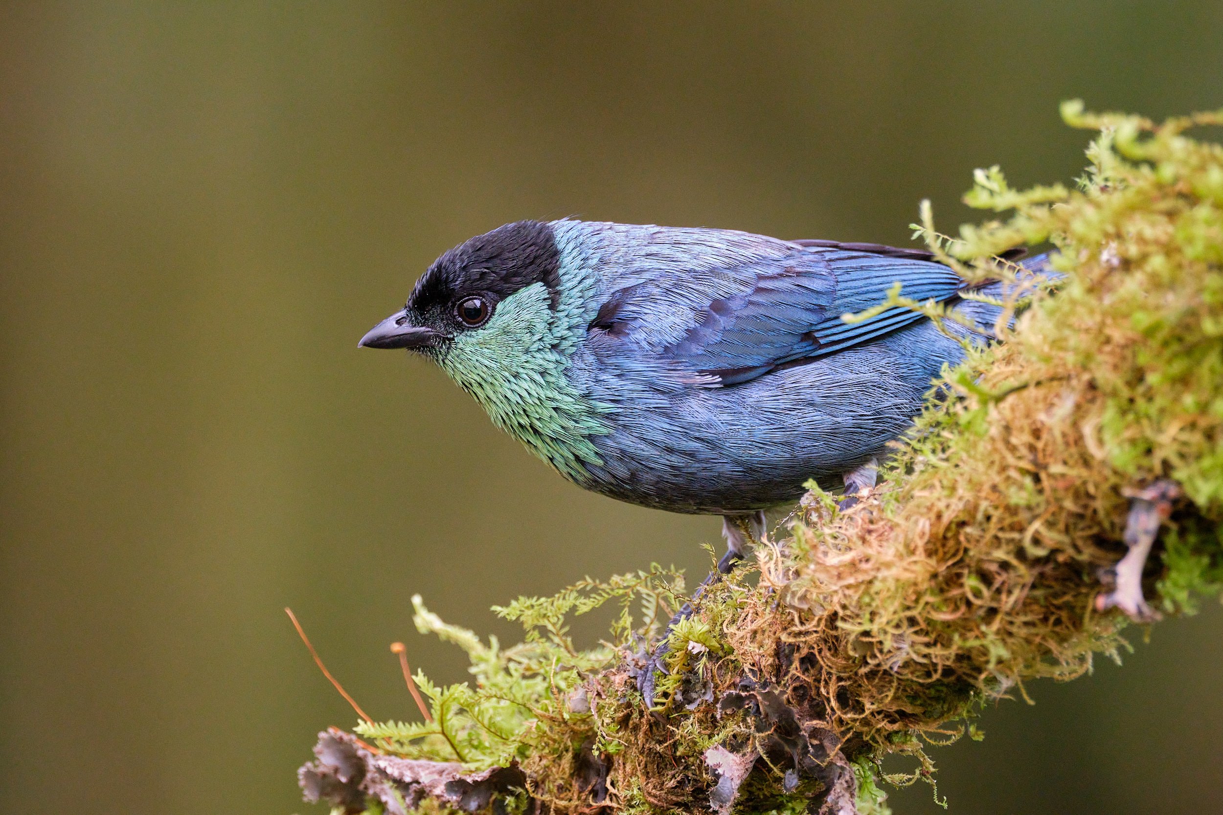 Black-capped tanager