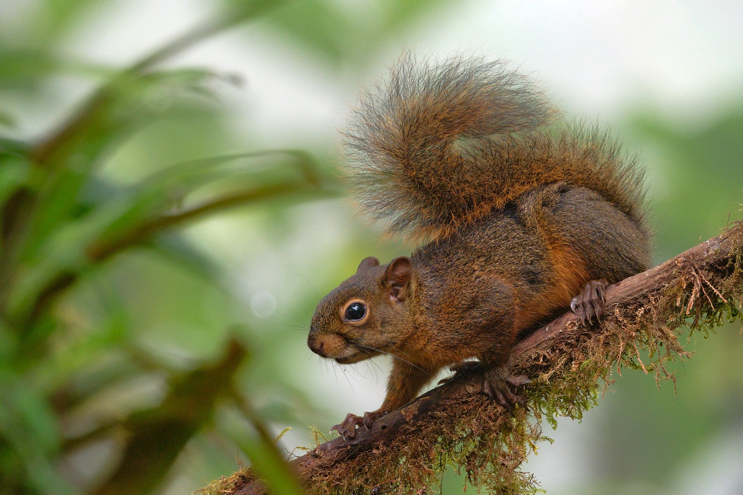 Variegated squirrel