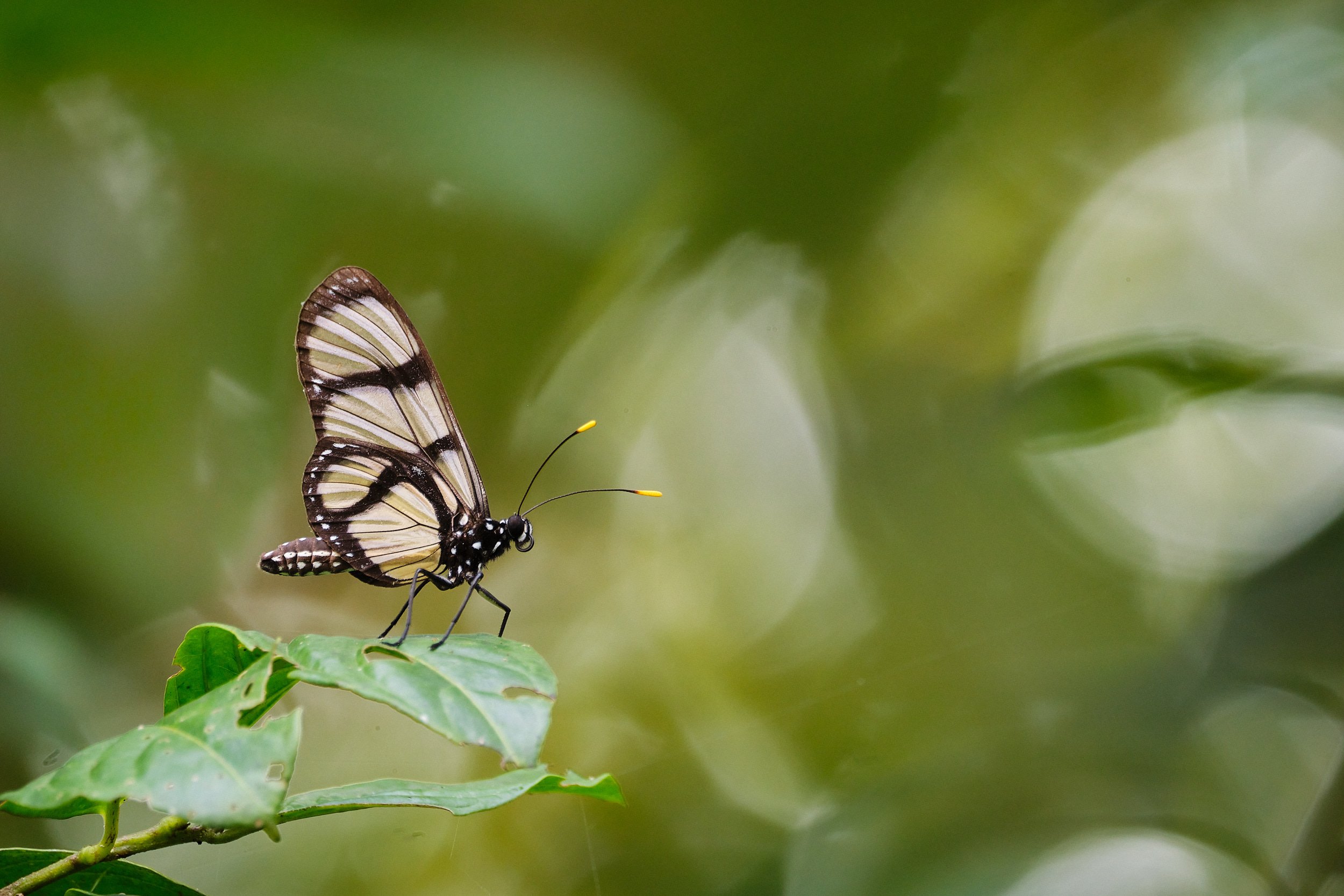 Dlouhé sklo se hodí i na menší živočichy. A umí vyčarovat i zajímavý bokeh. Tropický babočkovitý motýl – snad Methona confusa, Ekvádor (Fujifilm X-H2S + XF150-600mmF5.6-8 R LM OIS WR na 600 mm, f/8, 1/60 s, ISO 1600)