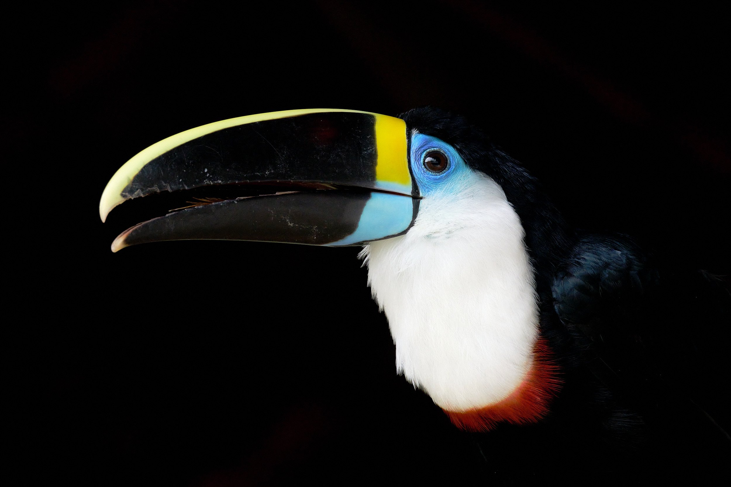 White-throated toucan