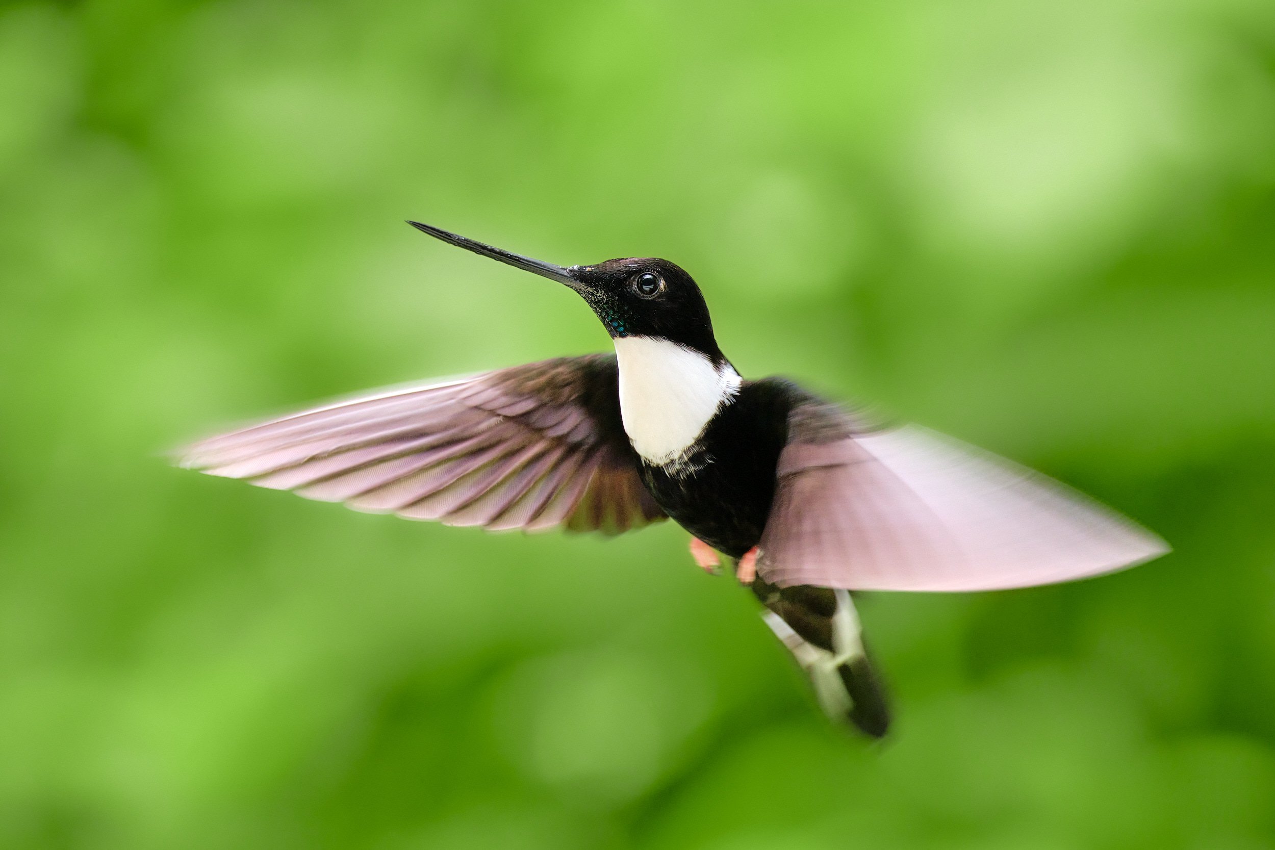 Collared inca