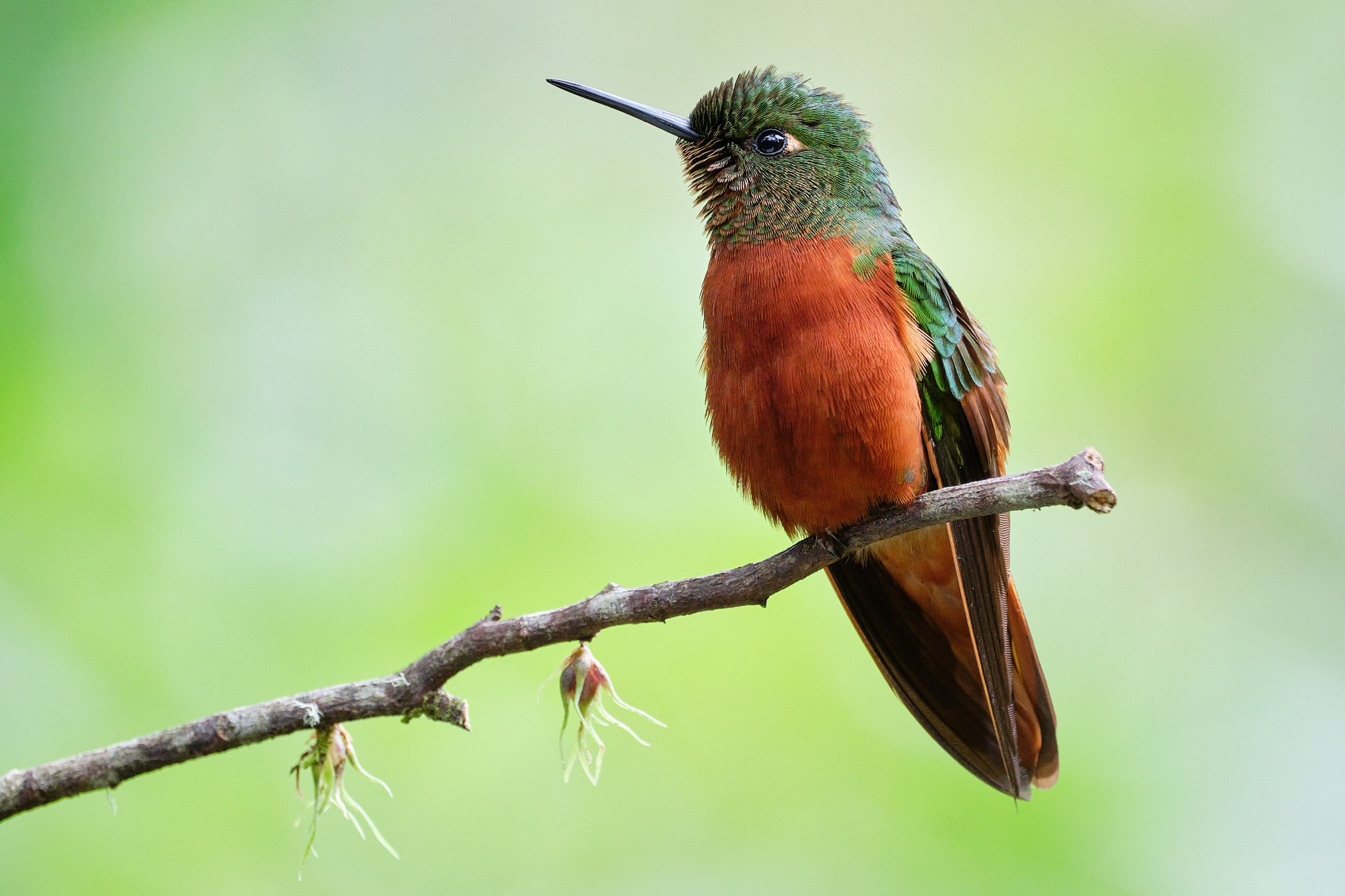 Chestnut-breasted coronet