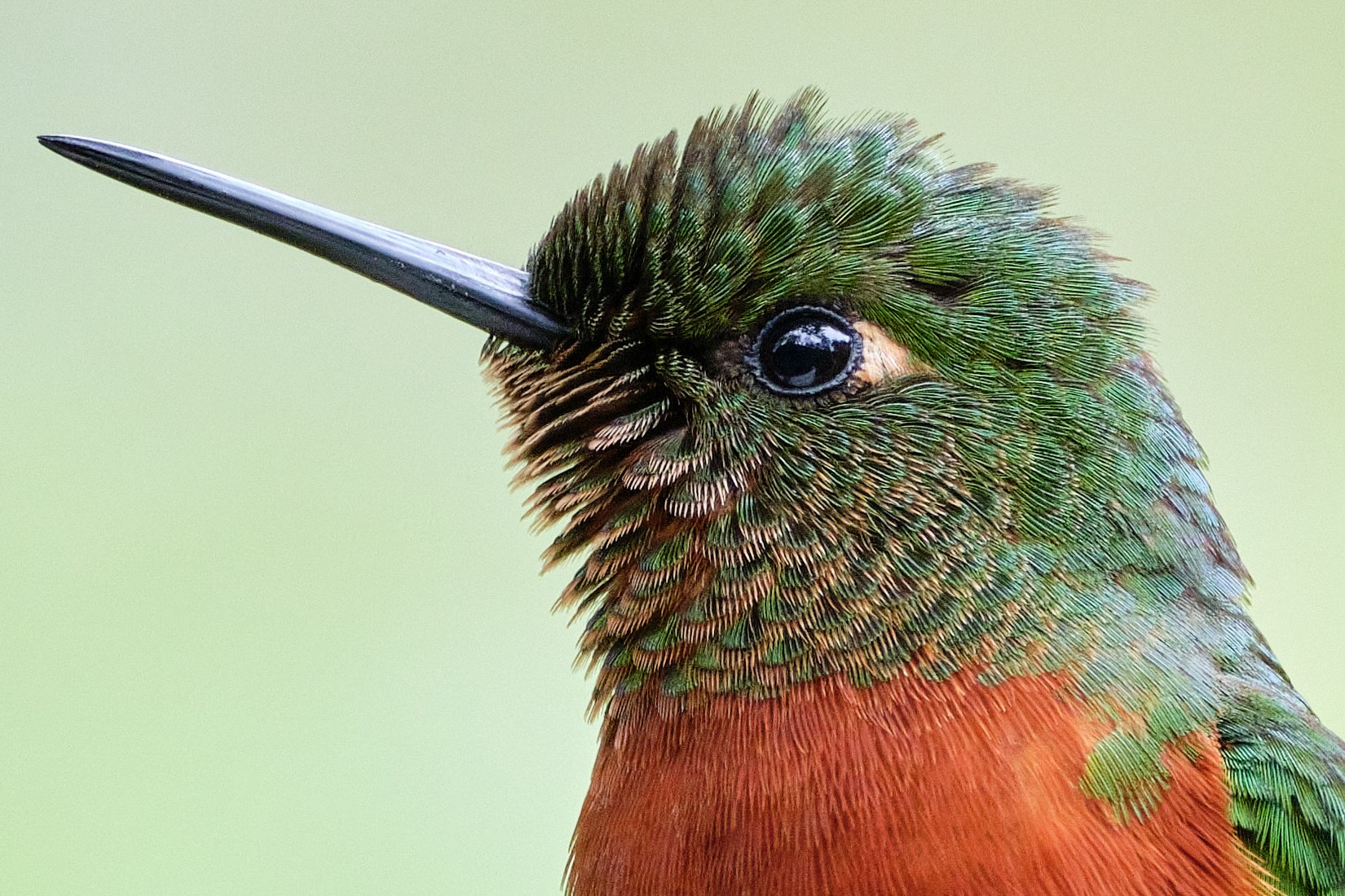 Chestnut-breasted coronet — crop