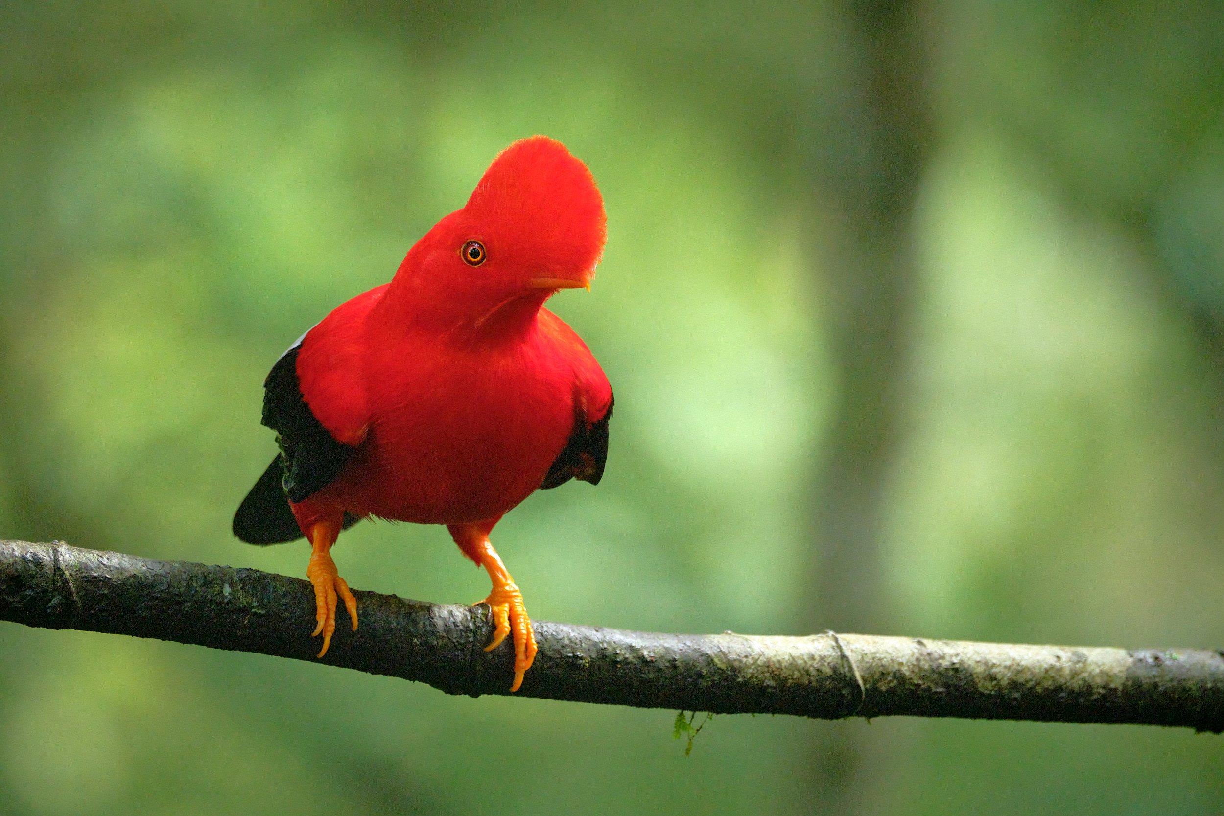 Andean cock-of-the-rock