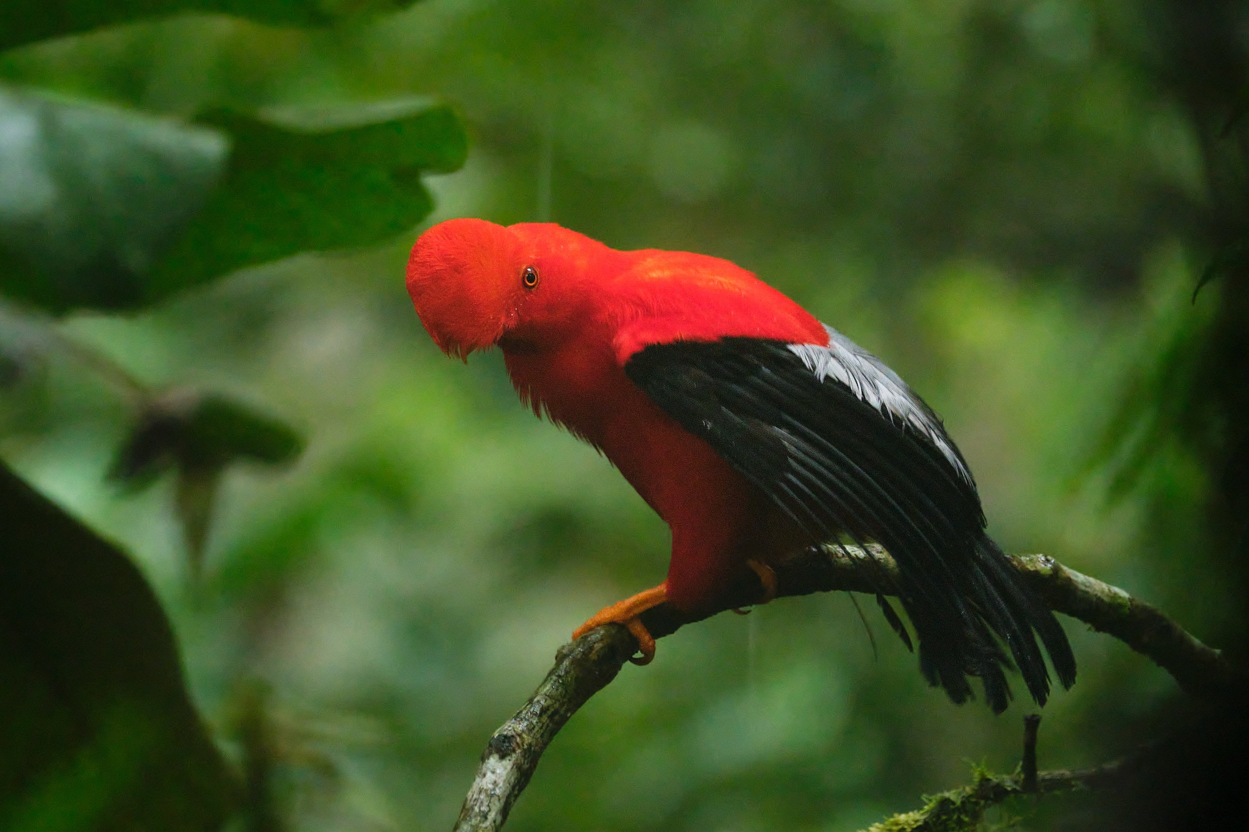 Andean cock-of-the-rock