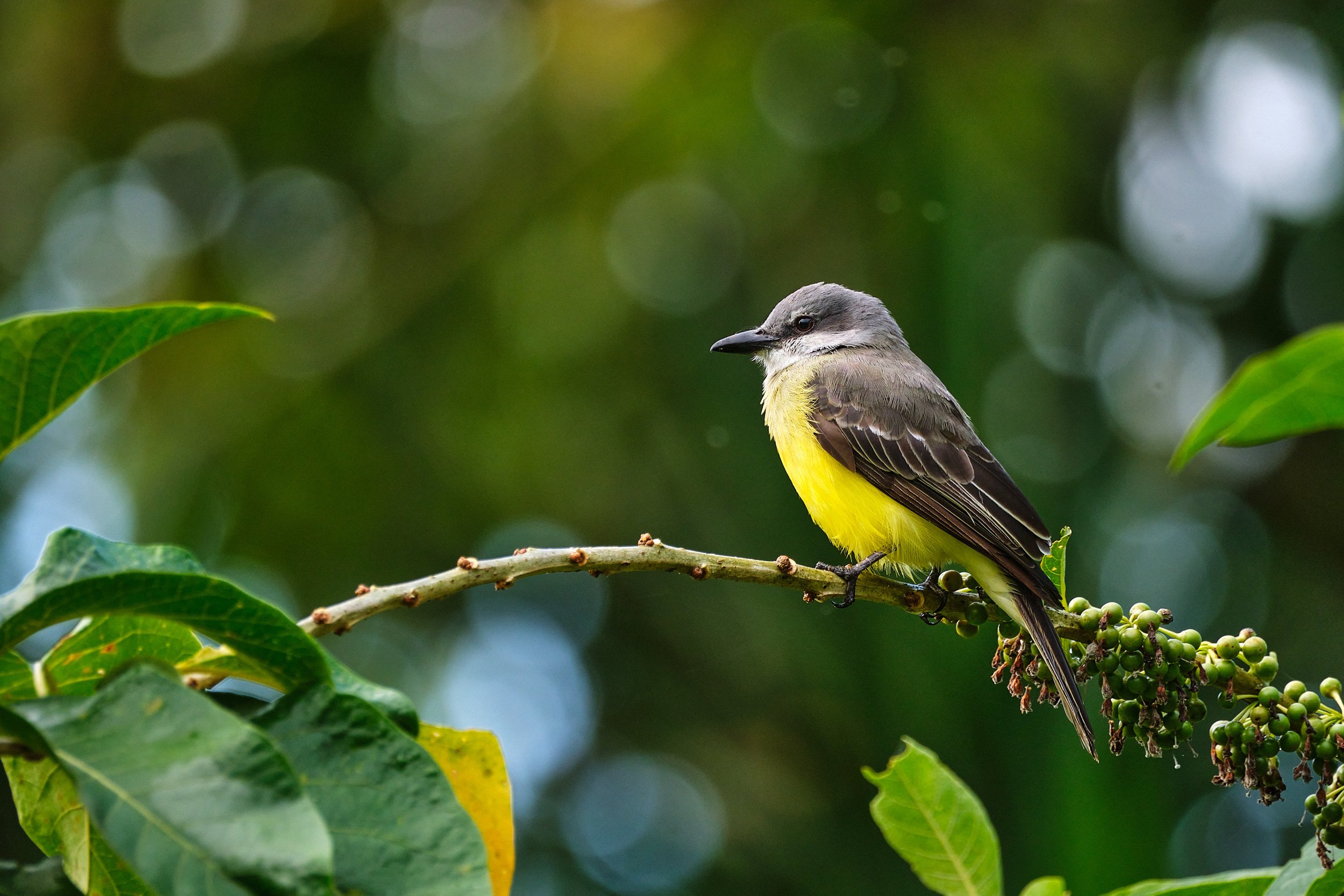 Tropical kingbird