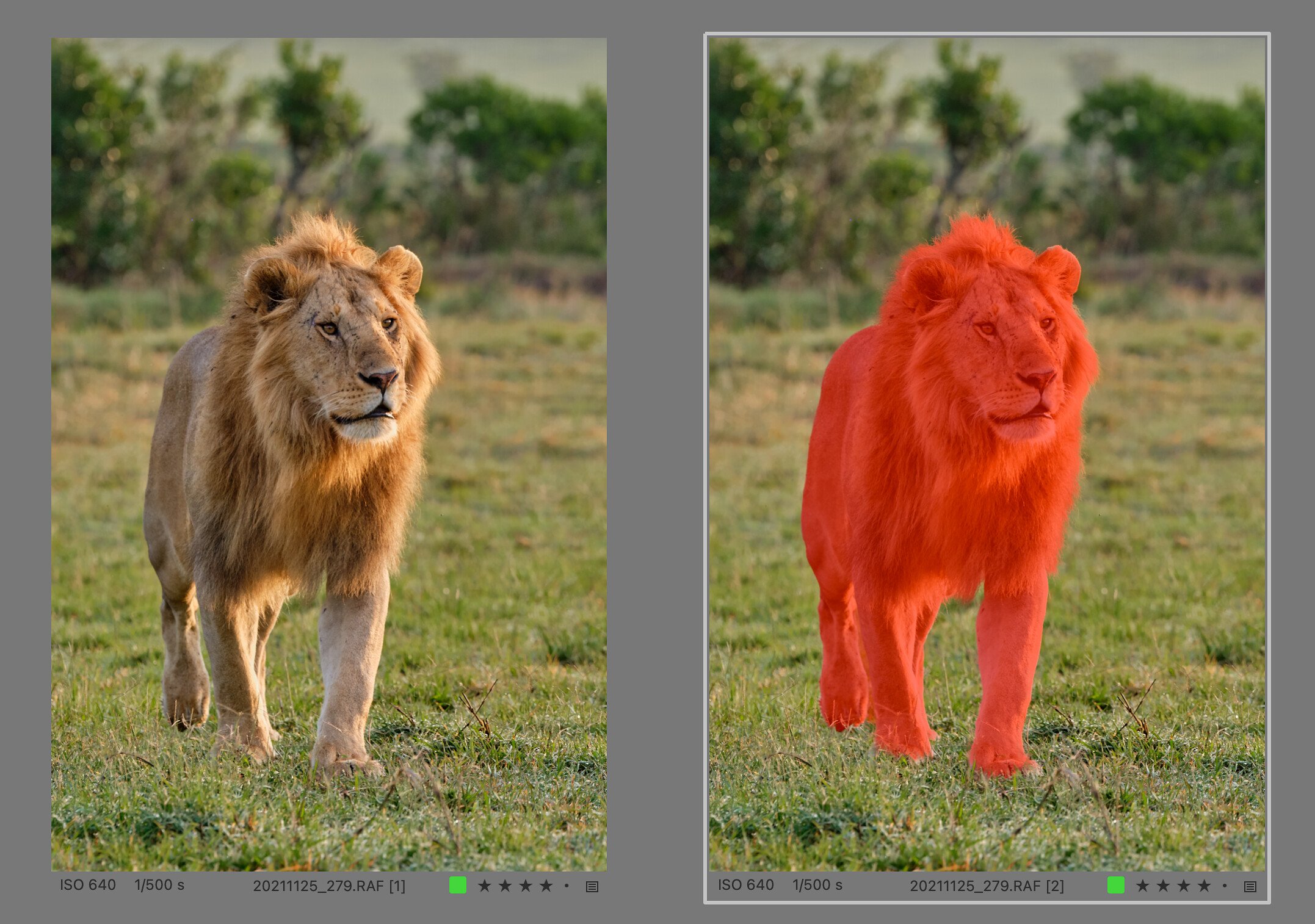 Sample animal selection against a slightly blurred background - the mask is perfect, including the hair in the lion's mane. 